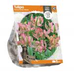 Baltus Tulipa Parrot Green Wave tulpen bloembollen per 5 stuks